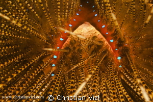 Detail of a sea urchin found at Ixtapa Island, Mexico by Christian Vizl 